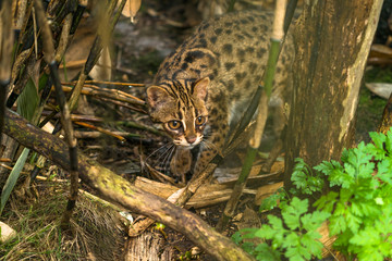 Leopard cat ( Prionailurus bengalensis) a small wild cat native to continental South, Southeast and East Asia