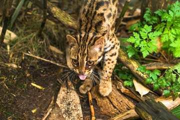 Leopard cat ( Prionailurus bengalensis) a small wild cat native to continental South, Southeast and East Asia