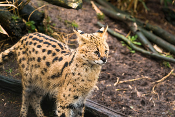 Serval (Leptailurus serval), a wild cat native to Africa