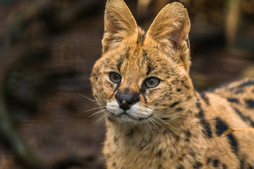 Serval (Leptailurus serval), a wild cat native to Africa