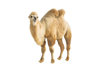 Side view of Bactrian two-humped camel isolated on white background. Smiling animal