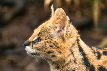 Serval (Leptailurus serval), a wild cat native to Africa