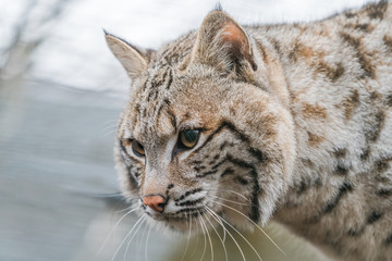 Bobcat (Lynx rufus)  a North American predator that inhabits wooded areas