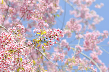 cherry blossom or prunus cerasoides or sakura