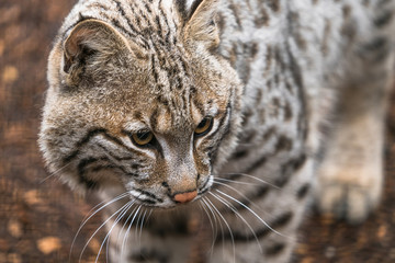 Bobcat (Lynx rufus)  a North American predator that inhabits wooded areas