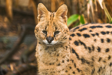 Serval (Leptailurus serval), a wild cat native to Africa