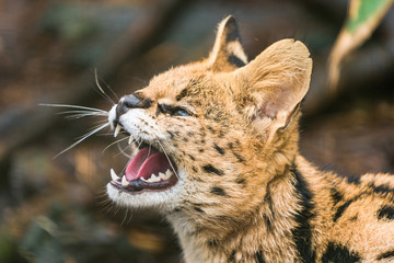 Serval (Leptailurus serval), a wild cat native to Africa