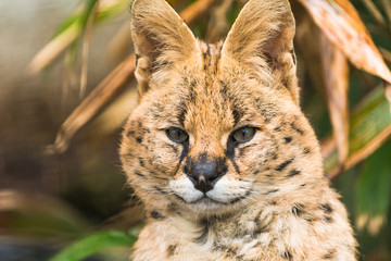 Serval (Leptailurus serval), a wild cat native to Africa
