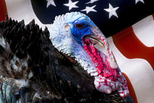 wild male turkey bird with iridescent skin and american flag used as background - Meleagris gallopavo, Phasianidae, Galliformes