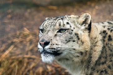 Snow leopard (Panthera uncia), a large cat native to the mountain ranges of Central and South Asia.