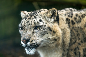 Snow leopard (Panthera uncia), a large cat native to the mountain ranges of Central and South Asia.