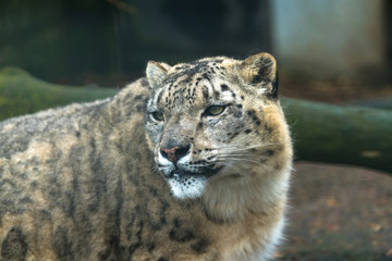 Snow leopard (Panthera uncia), a large cat native to the mountain ranges of Central and South Asia.