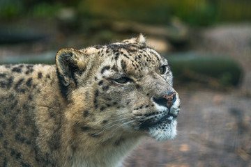 Snow leopard (Panthera uncia), a large cat native to the mountain ranges of Central and South Asia.