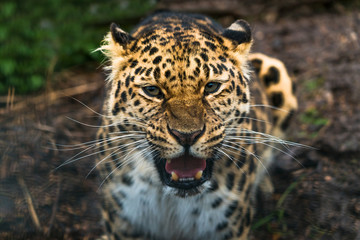 Fototapeta na wymiar Amur leopard (Panthera pardus orientalis), a leopard subspecies native to the Primorye region of southeastern Russia and the Jilin Province of northeast China