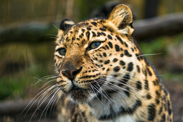 Fototapeta na wymiar Amur leopard (Panthera pardus orientalis), a leopard subspecies native to the Primorye region of southeastern Russia and the Jilin Province of northeast China