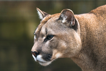 Puma (Puma concolor), un grand félin que l& 39 on trouve principalement dans les montagnes du sud du Canada à la pointe de l& 39 Amérique du Sud. Aussi connu sous le nom de couguar, lion de montagne, panthère ou catamount