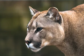 Door stickers Puma Puma (Puma concolor), a large Cat mainly found in the mountains from southern Canada to the tip of South America. Also known as cougar, mountain lion, panther, or catamount