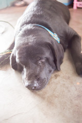 black dog is sleep on the floor