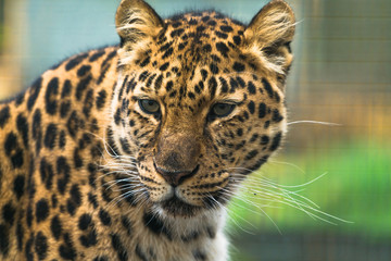 Amur leopard (Panthera pardus orientalis), a leopard subspecies native to the Primorye region of southeastern Russia and the Jilin Province of northeast China