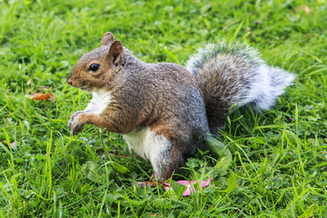 The squirrel in the park looks for food