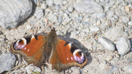 Aglais io peacock butterfly detailed near some rocks