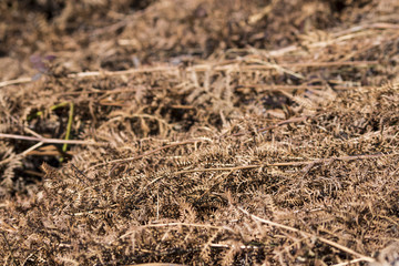 Dried ferns in a background composition