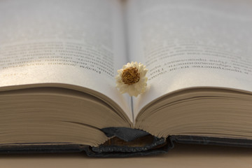 Open blue book with white weatherd flower on white wooden table. Education and learning concept. Literature background. Religious book. Information and knowledge concept. School and wisdom concept.