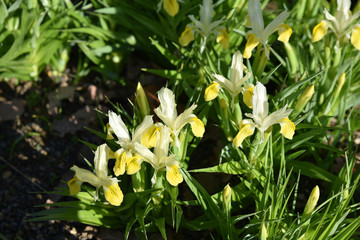 Fototapeta na wymiar Iris bucharica d'Asie centrale au printemps