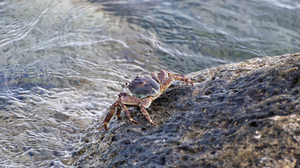 granchio sullo scoglio