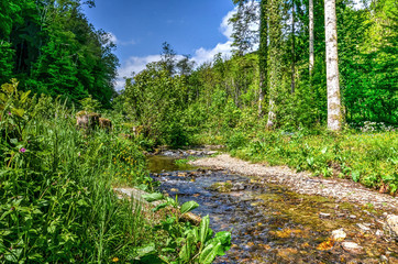Brook in the forest near Bouillon
