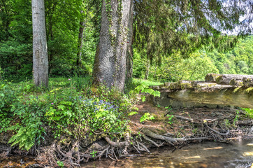 Tree with partly exposed roots by the riverside near a little wooden bridge