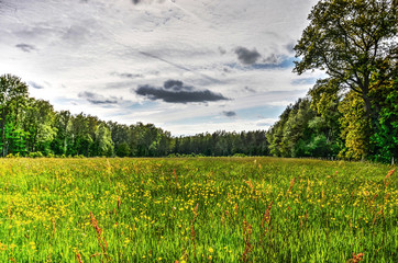Grass field, surrounded by woodland, with various kinds of yellow and red flowers