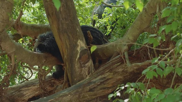 Couple of binturongs lying on branch of tree in shadow