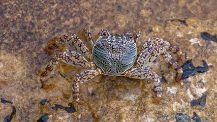Granchio sugli scogli