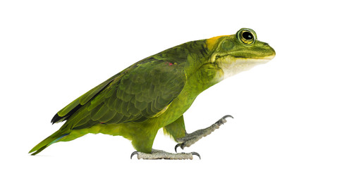 Obraz premium chimera z papugą żółtoskrzydłą z głową żaby, chodzenie na białym tle