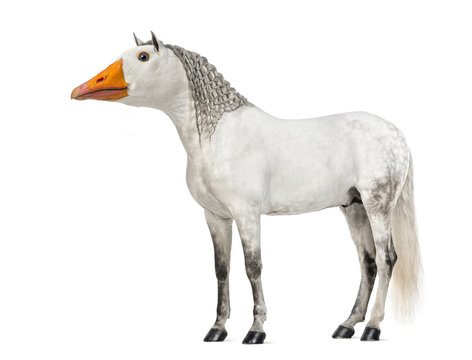 chimera with a Male Andalusian horse and a face of a goose against white background