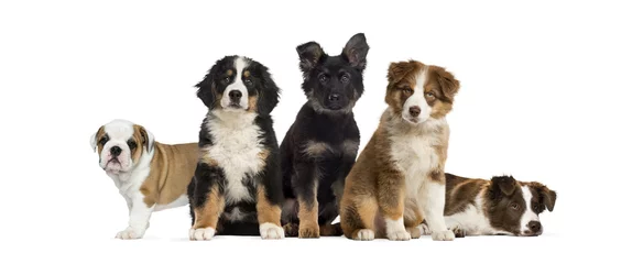 Rolgordijnen Group of puppies sitting in front of a white background © Eric Isselée