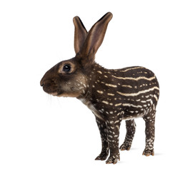 chimera with Belgian Hare and body of a tapir against white background