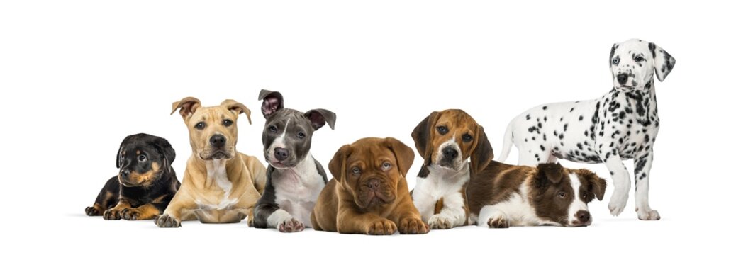 Fototapeta Group of puppies lying in front of a white background