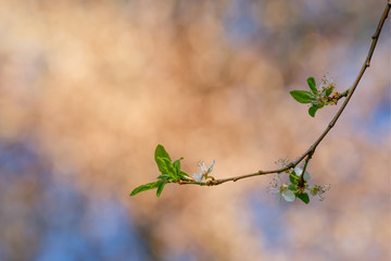 Zweig mit Blüte weiß und Blatt grün im Frühjahr
