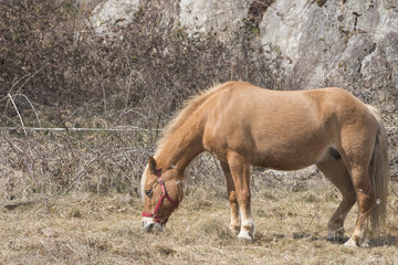 Fototapeta premium Beautiful horse with orange hair and big ears