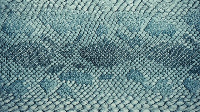 Snake skin background. Close up. 4k high quality footage.