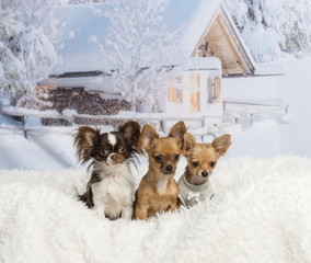 Chihuahuas sitting together on white fur rug in winter landscape