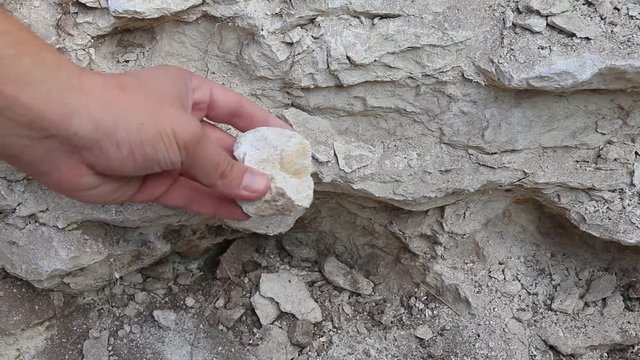 archaeologist finding fossil remains of a shell in limestone