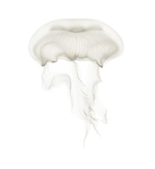 Aurelia aurita also called the common jellyfish against white background
