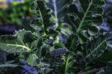 Macro Foglie erba brinate