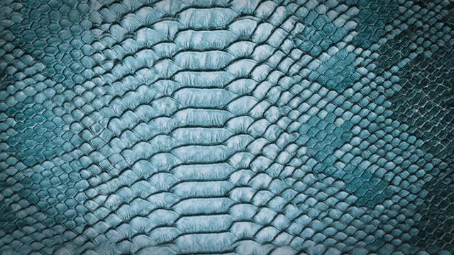 Snake skin background. Close up. 4k high quality footage.