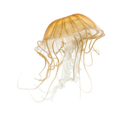 Japanese sea nettle, Chrysaora pacifica, Jellyfish against white