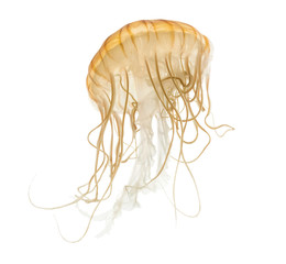 Obraz premium Japanese sea nettle, Chrysaora pacifica, Jellyfish against white