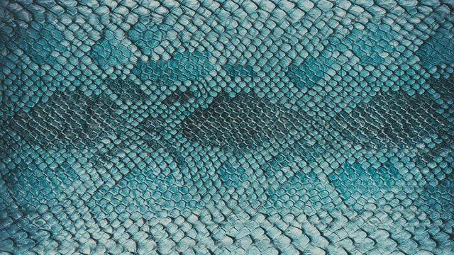 Snake skin background. Close up. 4k high quality footage.